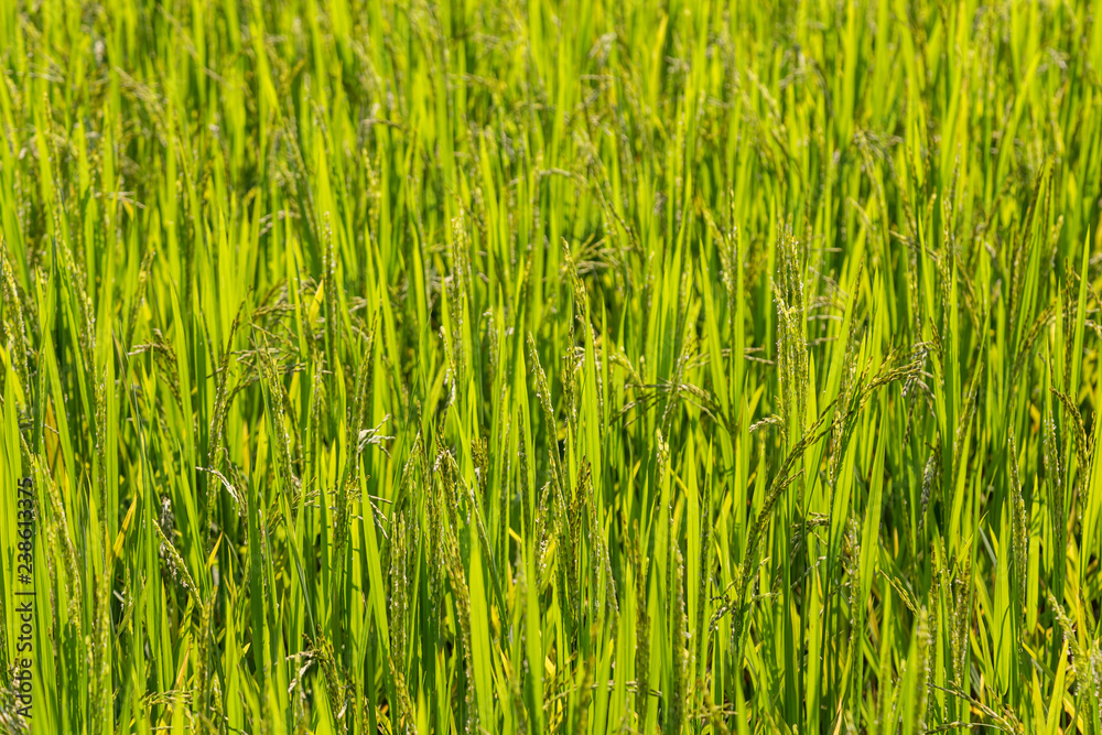Full frame backgound of rice ripening in a paddy. Shallow depth of field