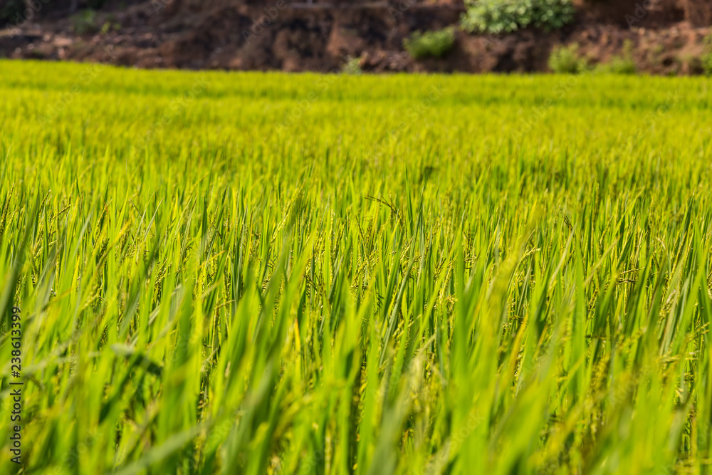 Green rice paddy in India. Shallow depth of field