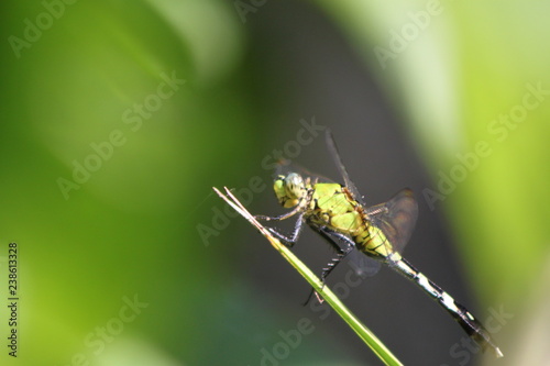 The Green Dragonfly