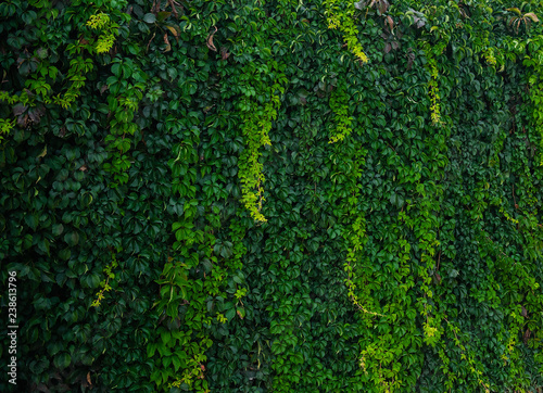 Wall with green climbing plants