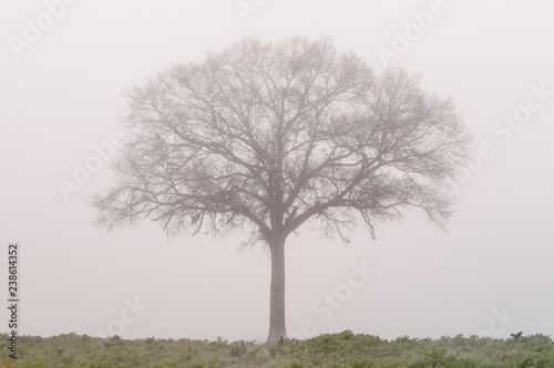 Un arbre dans le brouillard