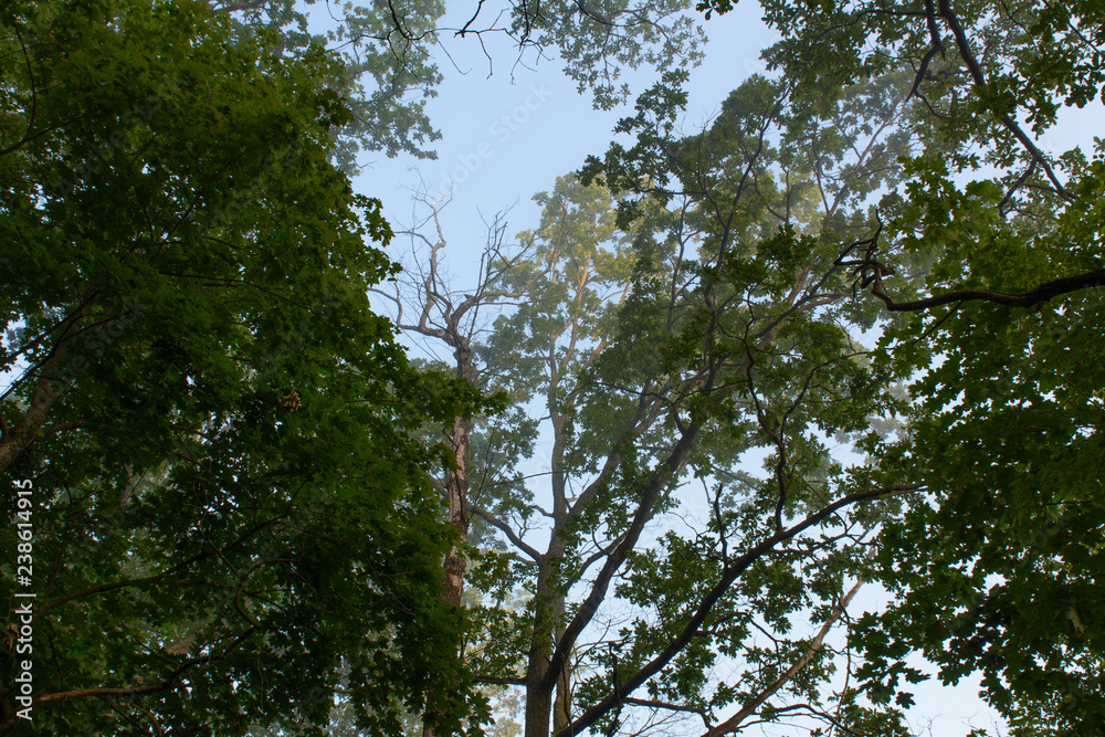 Treetops against the sky in the summer Treetops against the sky in the summer