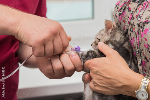 The veterinarian sets the drip catheter kitten
