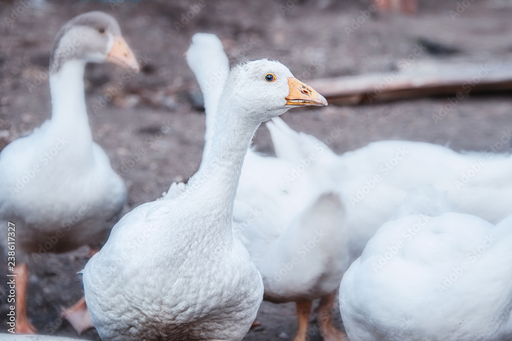 Fototapeta premium Bird breeding birds. Industrial farm with breeding geese. A flock of white geese grazing in the meadow. Close-up
