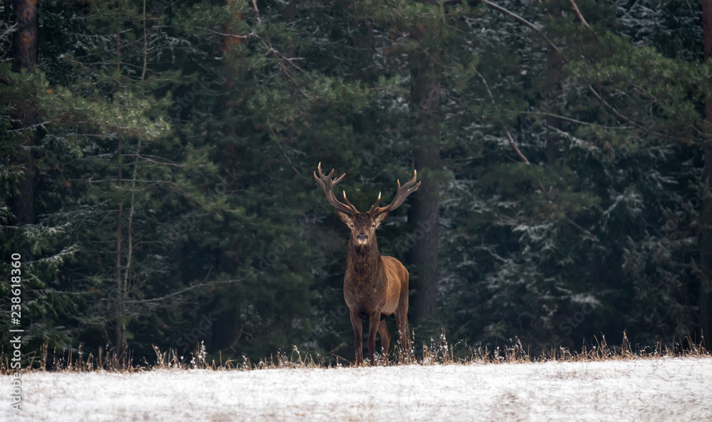 Graceful Deer Stag ( An Adult Male With Beautiful Horns ) Against The Backdrop Of Green Winter Pine Forest, With Snow-Covered Foreground. Winter Christmas Art Shot Of Wildlife With Deer And Forest