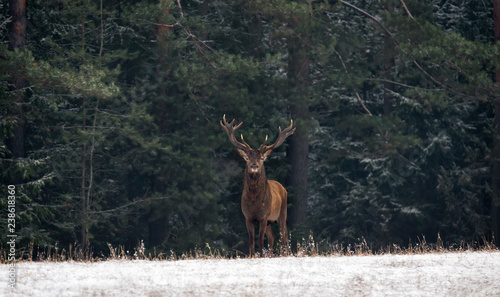 Obraz na płótnie Graceful Deer Stag ( An Adult Male With Beautiful Horns ) Against The Backdrop Of Green Winter Pine Forest, With Snow-Covered Foreground. Winter Christmas Art Shot Of Wildlife With Deer And Forest w salonie