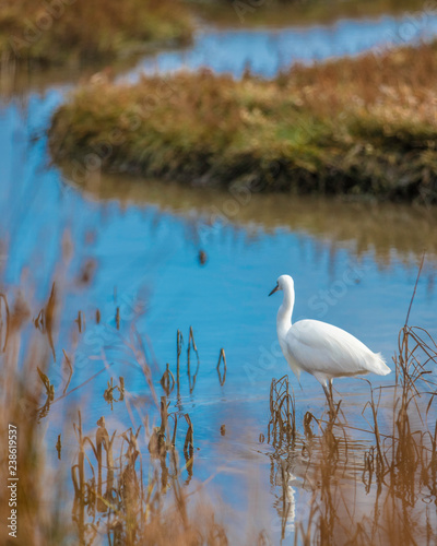 Little White Egret in marshland