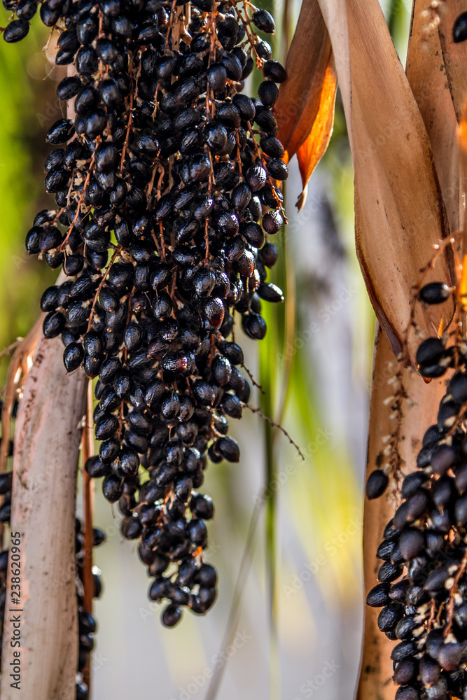 Obraz premium Fan Palm fruits. Close up