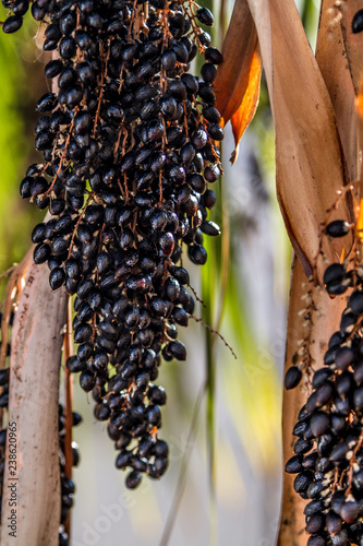 Fan Palm fruits. Close up