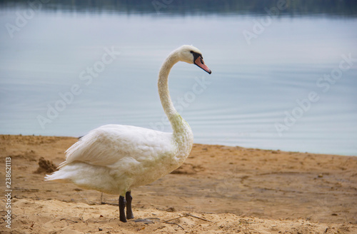 One white swan on a sandy beach in the background of water