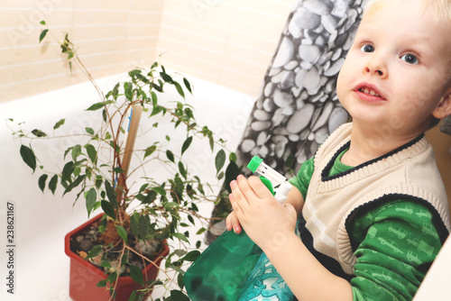 The boy is caring for a home plant in the bathroom. Ficus benjamina photo