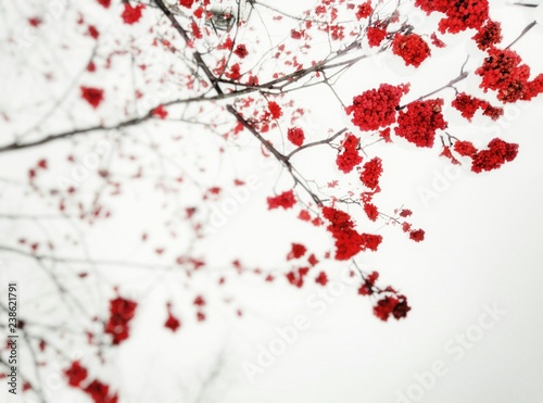branch of tree