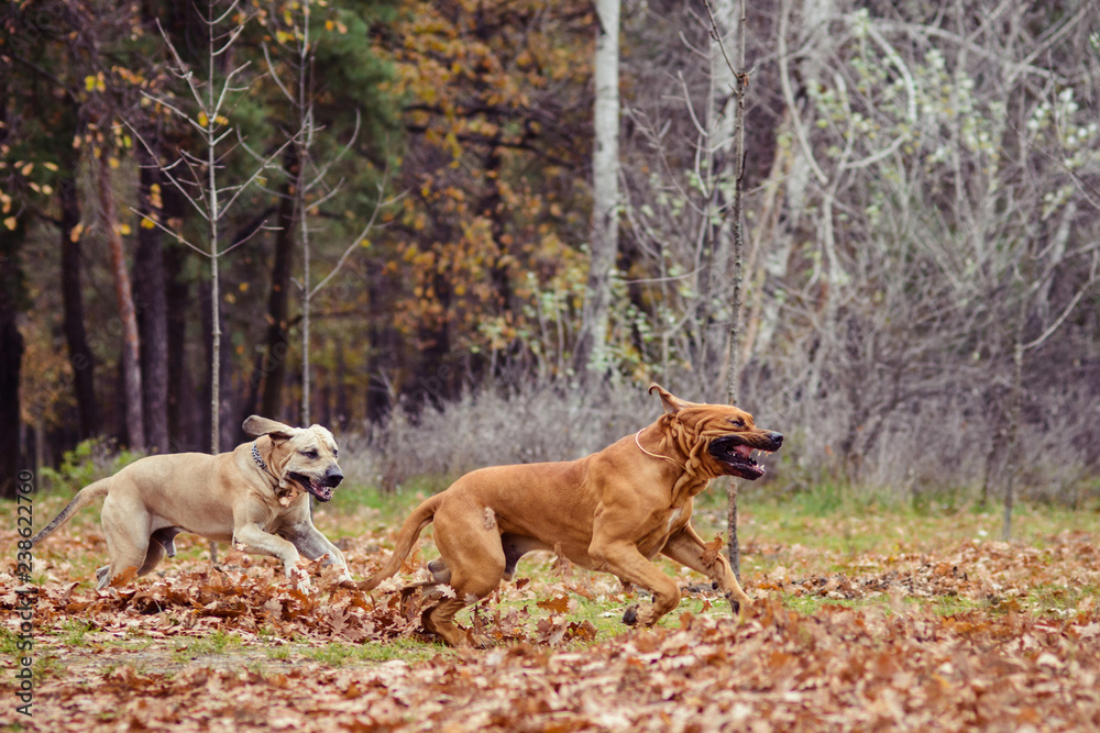 Two Fila Brasileiro dogs, autumn scene