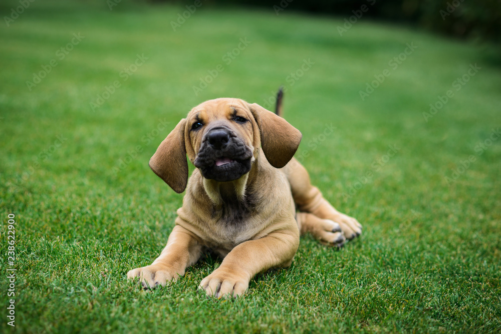 Fototapeta premium Adorable Fila Brasileiro puppy portrait