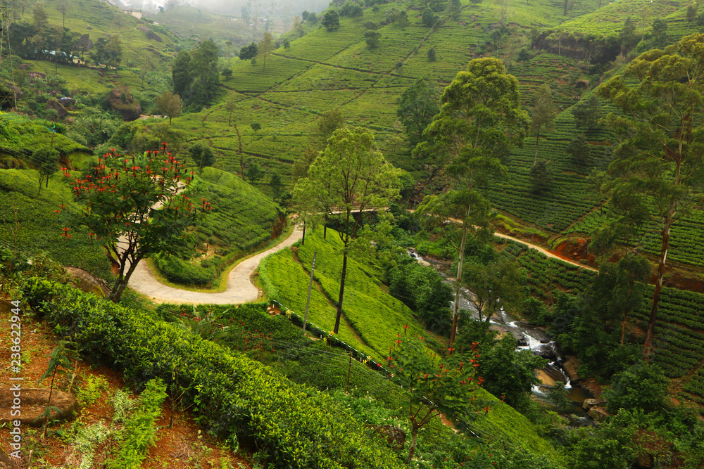 beautiful and colorful view on tea plantation in Sri Lanka between Nuwara Eliya and Kandy, green landscape