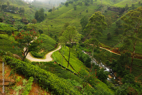 beautiful and colorful view on tea plantation in Sri Lanka between Nuwara Eliya and Kandy, green landscape