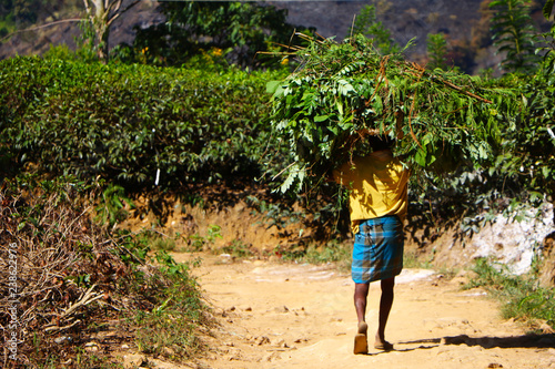 A farmer in Sri Lanka carrying piles of leaves on tea plantation, harvest season 