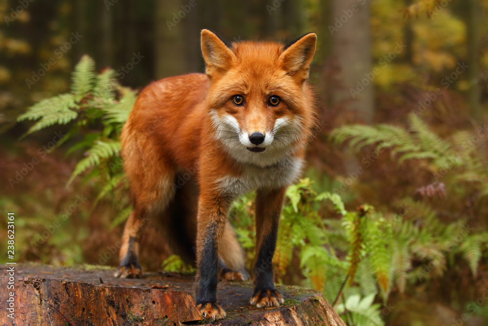 Fox in the autumn forest. - obrazy, fototapety, plakaty 
