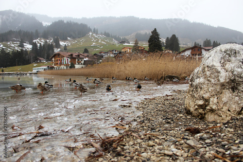 Schwarzsee or Lac Noir (Black Lake) is a small lake in the Canton of Friborg, Switzerland. Wild ducks on the frozen lake, in the mist, in the snowy mountains. photo