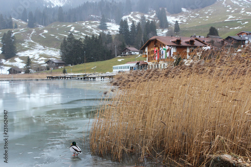 Schwarzsee or Lac Noir (Black Lake) is a small lake in the Canton of Friborg, Switzerland. Wild ducks on the frozen lake, in the mist, in the snowy mountains. photo