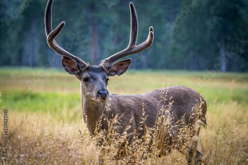 Wildlife
