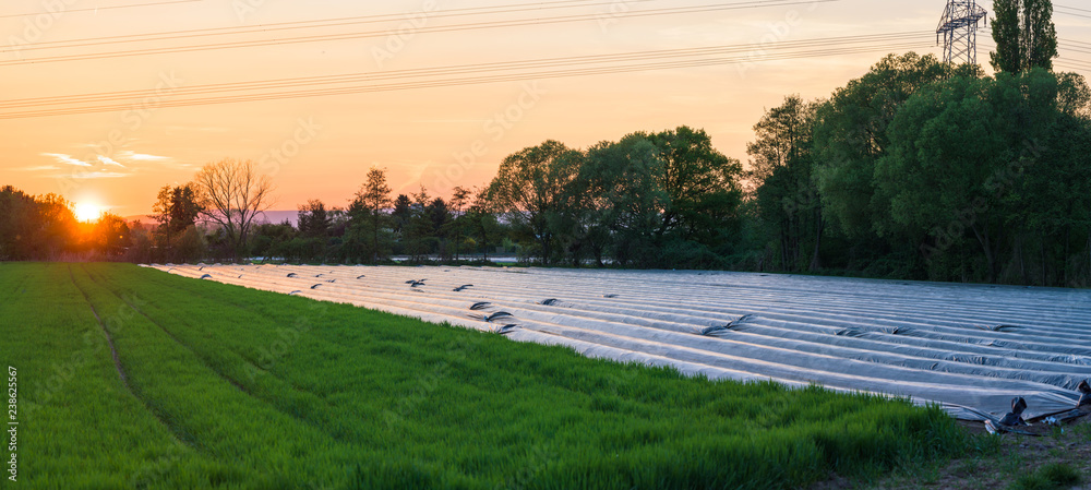 Small asparagus plantation covered with protecting foil Small asparagus plantation covered with protecting foil