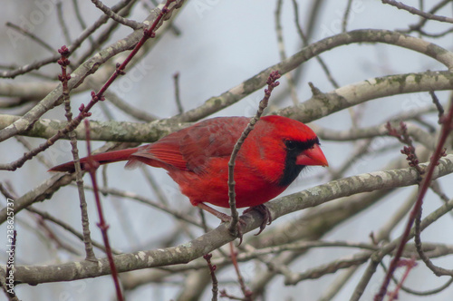 red cardinal in a tree photo