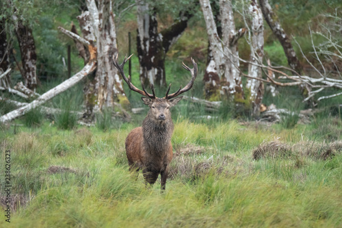 Red deer sightings during the annuall fall rut, including stag battles and the ever present ghost like sounds of the rut, Killarney National Park, County Kerry, Ireland.