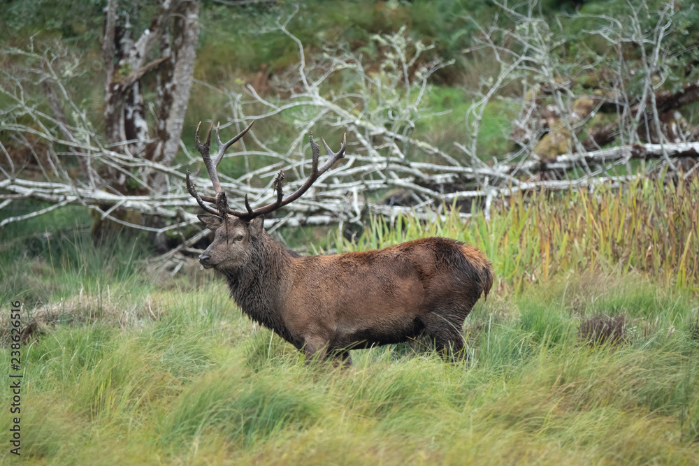 Red deer sightings during the annuall fall rut, including stag battles and the ever present ghost like sounds of the rut, Killarney National Park, County Kerry, Ireland. Red deer sightings during the annuall fall rut, including stag battles and the ever present ghost like sounds of the rut, Killarney National Park, County Kerry, Ireland.