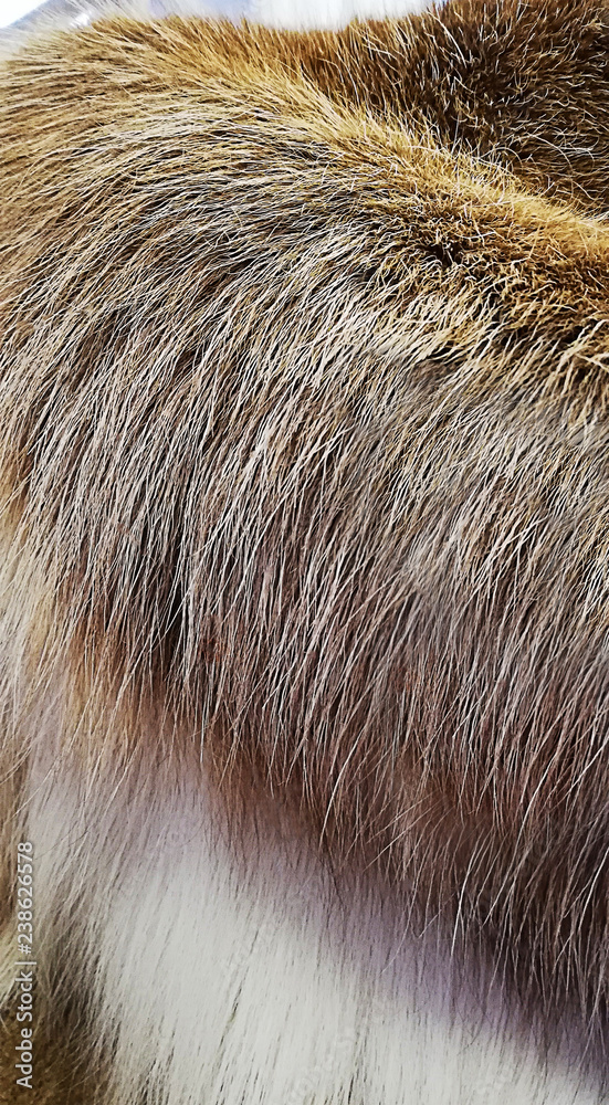 Background texture soft natural fur, . Close-up, selective focus, side view, copy space. Background texture soft natural fur, . Close-up, selective focus, side view, copy space.