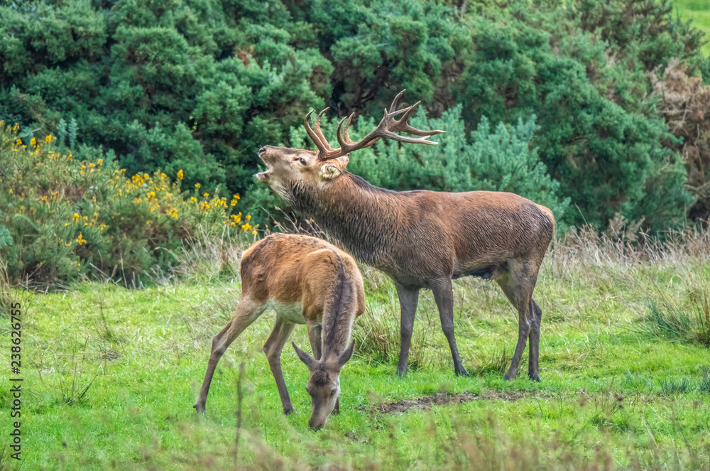 Red deer sightings during the annuall fall rut, including stag battles and the ever present ghost like sounds of the rut, Killarney National Park, County Kerry, Ireland. Red deer sightings during the annuall fall rut, including stag battles and the ever present ghost like sounds of the rut, Killarney National Park, County Kerry, Ireland.