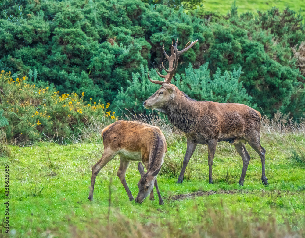 Red deer sightings during the annuall fall rut, including stag battles and the ever present ghost like sounds of the rut, Killarney National Park, County Kerry, Ireland. Red deer sightings during the annuall fall rut, including stag battles and the ever present ghost like sounds of the rut, Killarney National Park, County Kerry, Ireland.