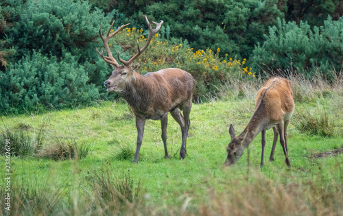 Bild auf Leinwand Red deer sightings during the annuall fall rut, including stag battles and the ever present ghost like sounds of the rut, Killarney National Park, County Kerry, Ireland