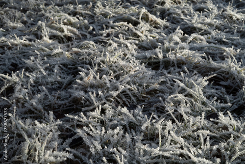 Ground covered in sparkling hoar frost wintertime and crisp, frosted grass with icy snow crystals in the garden a cold, quiet winter morning at sunrise - Concept of seasonal freezing temperature and