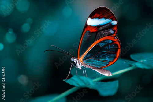 Piękny motyl siedzi na kwiatku w letnim ogrodzie