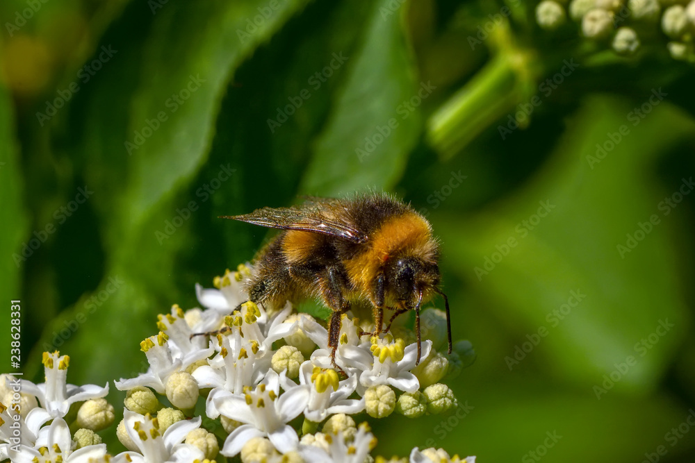 Bee macro in green nature - Stock Image Bee macro in green nature - Stock Image