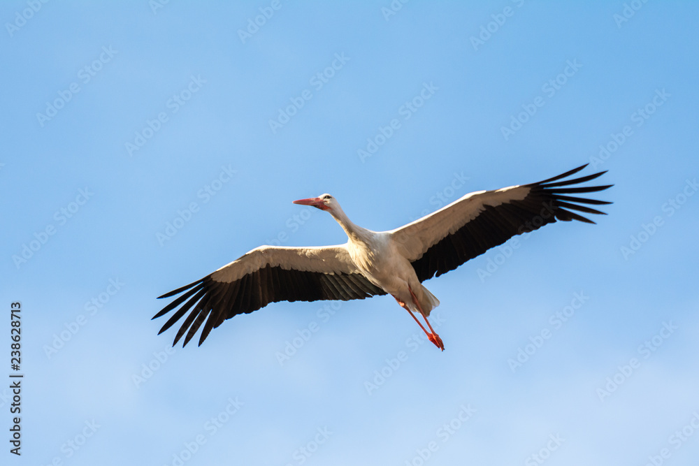 White stork in flight, Alfaro in La Rioja, Spain