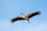 White stork in flight, Alfaro in La Rioja, Spain