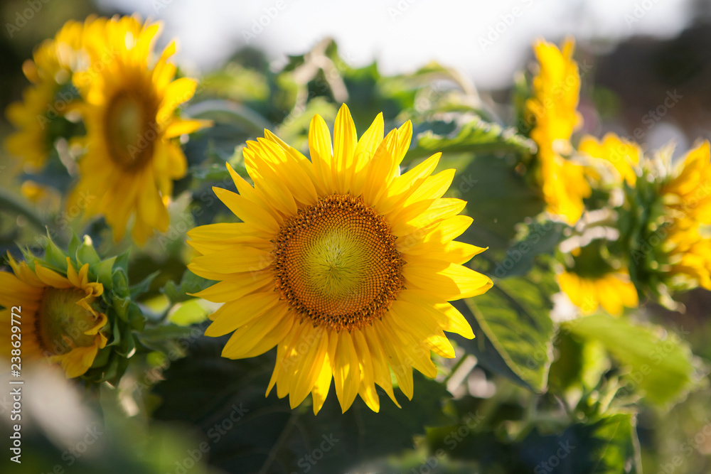 sunflower is big yellow flower