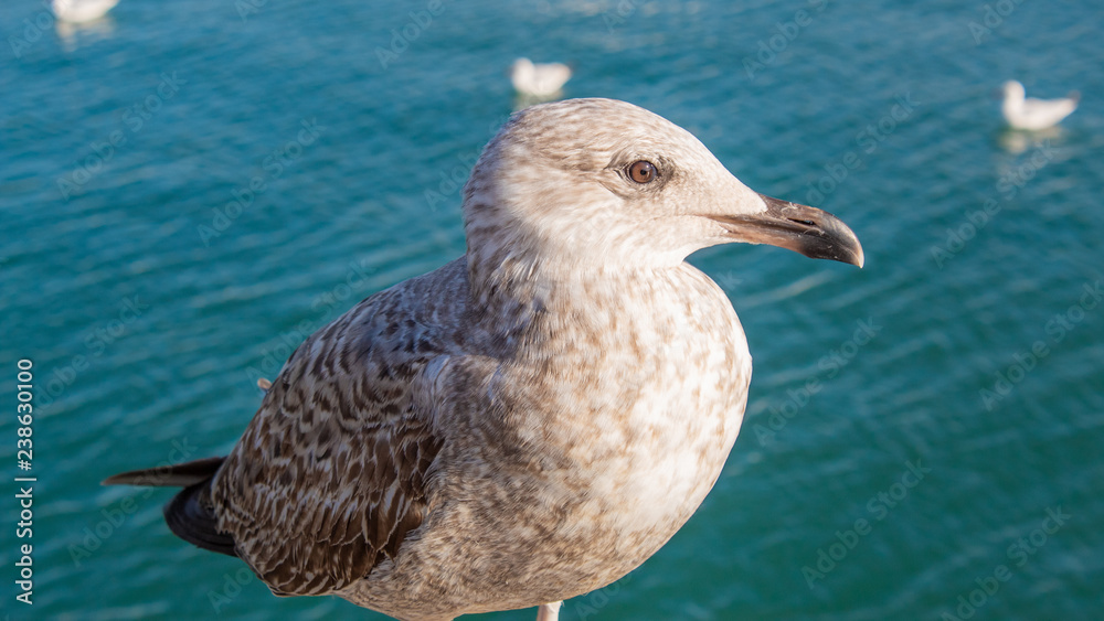 Young seagull at the seaside close-up