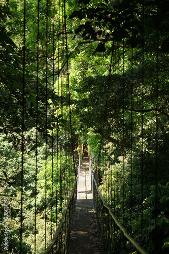 Fototapeta Naklejka Na Ścianę i Meble -  bridge in the Forest