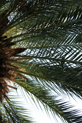 Palm leaves on the sky background.