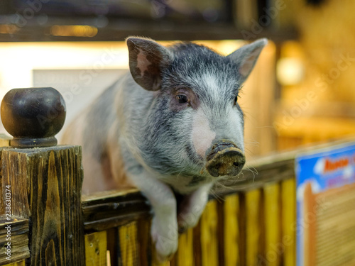  Decorative pig - mini pig - looks out of the pen, animals in the contact zoo, helps urban children learn about the lives of domestic and wild animals