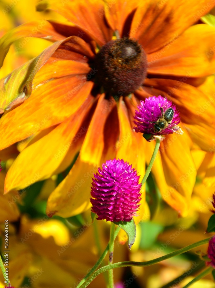 Abeja en flor
