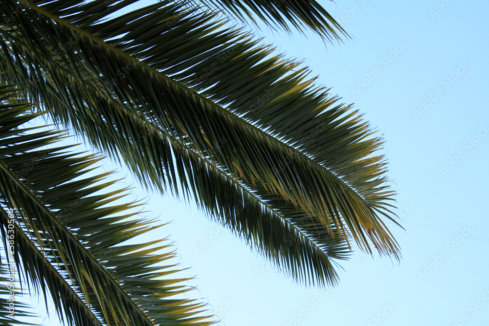 Palm leaves on the sky background. Palm leaves on the sky background.