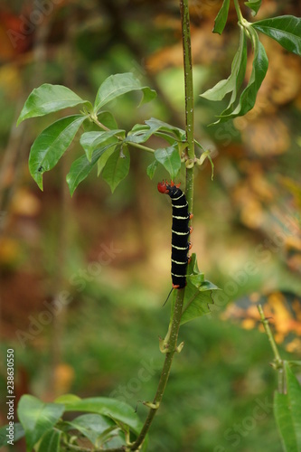 Caterpillar in a plant