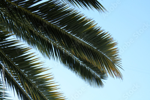 Palm leaves on the sky background.