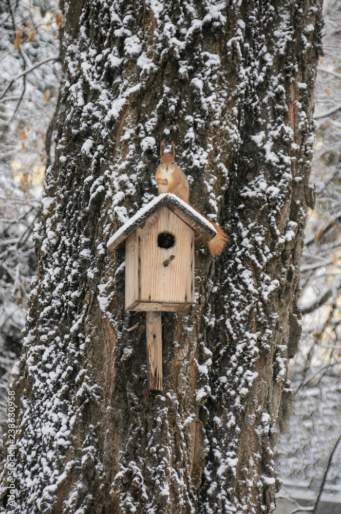 Eurasian red squirrel hanging on a tree in winter park Eurasian red squirrel hanging on a tree in winter park