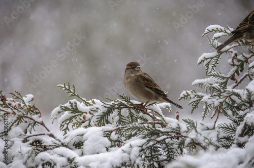 Sparrow sitting on a branch of viburnum covered with snow © tsirika