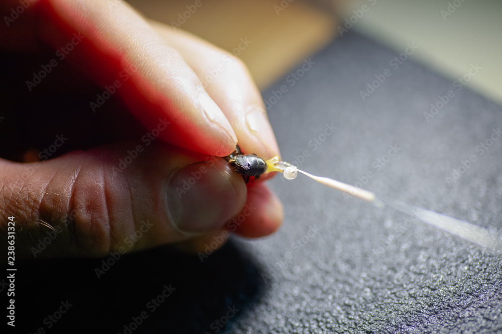 A beekeeper is holding a drone and collecting sperm. Artificial insemination of honey bees. Collecting the genetic material of bees. A beekeeper is holding a drone and collecting sperm. Artificial insemination of honey bees. Collecting the genetic material of bees.